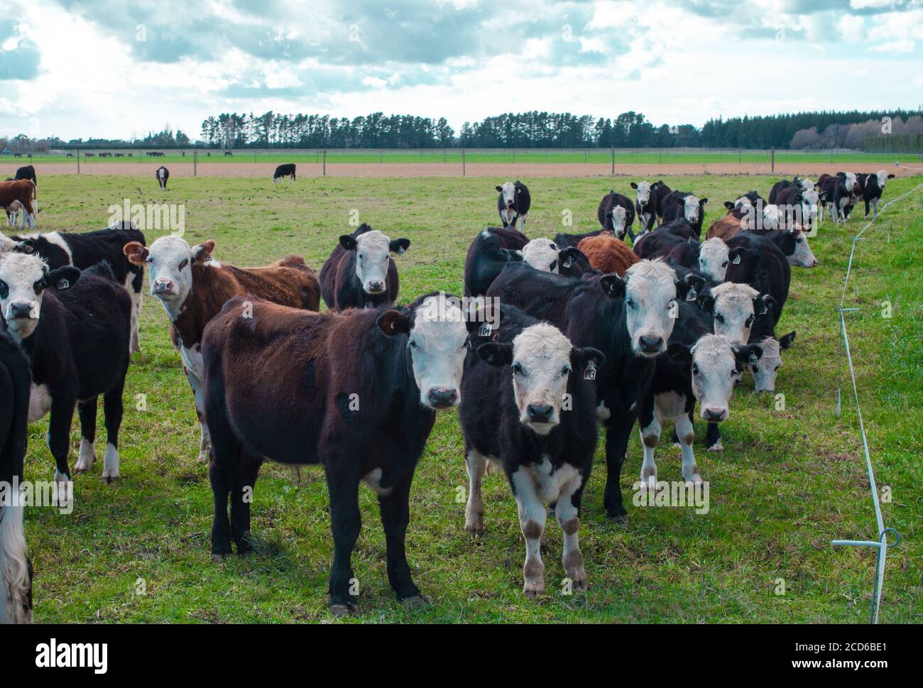 New Zealand Countryside: iconic kiwi sights: herds of cattle and strip-feeding. Stock Photo
