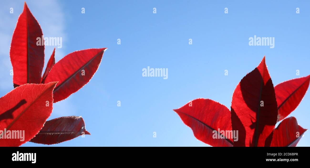 Bright sharp crisp lush elegant red new leaves starkly contrasting the mid pale blue sky and backlit background. Space for text or logo. Stock Photo
