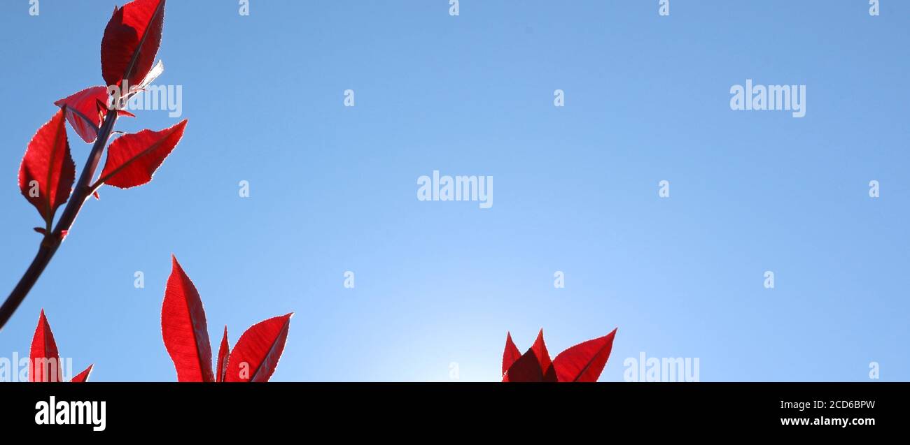 Bright sharp crisp elegant lush red new leaves starkly contrasting the mid pale blue sky and backlit background. Space for text or logo. Stock Photo