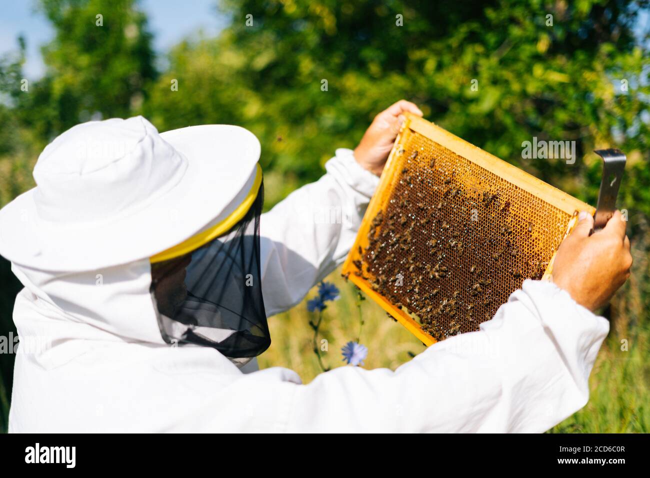 Beekeepers In White Protective Suit Holding Bees And Beeswax In