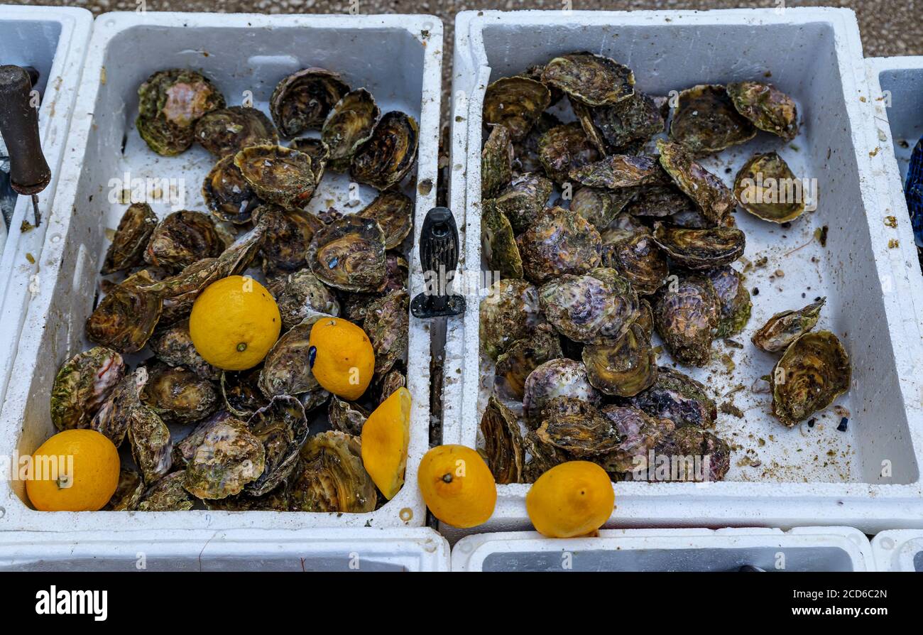 Fresh oysters on display for sale ready to be shucked on the spot, with