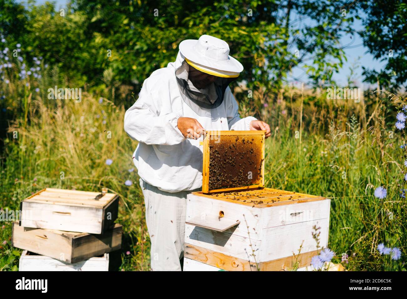 Beekeeper lifting and examining full of bees on frame to