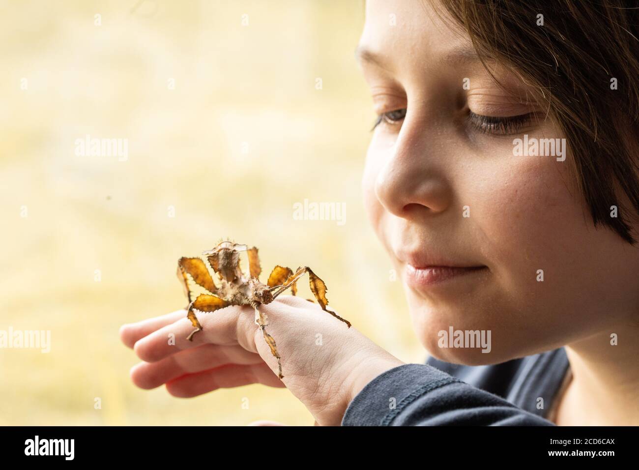 Boy holding a spiny leafy stick insect Stock Photo