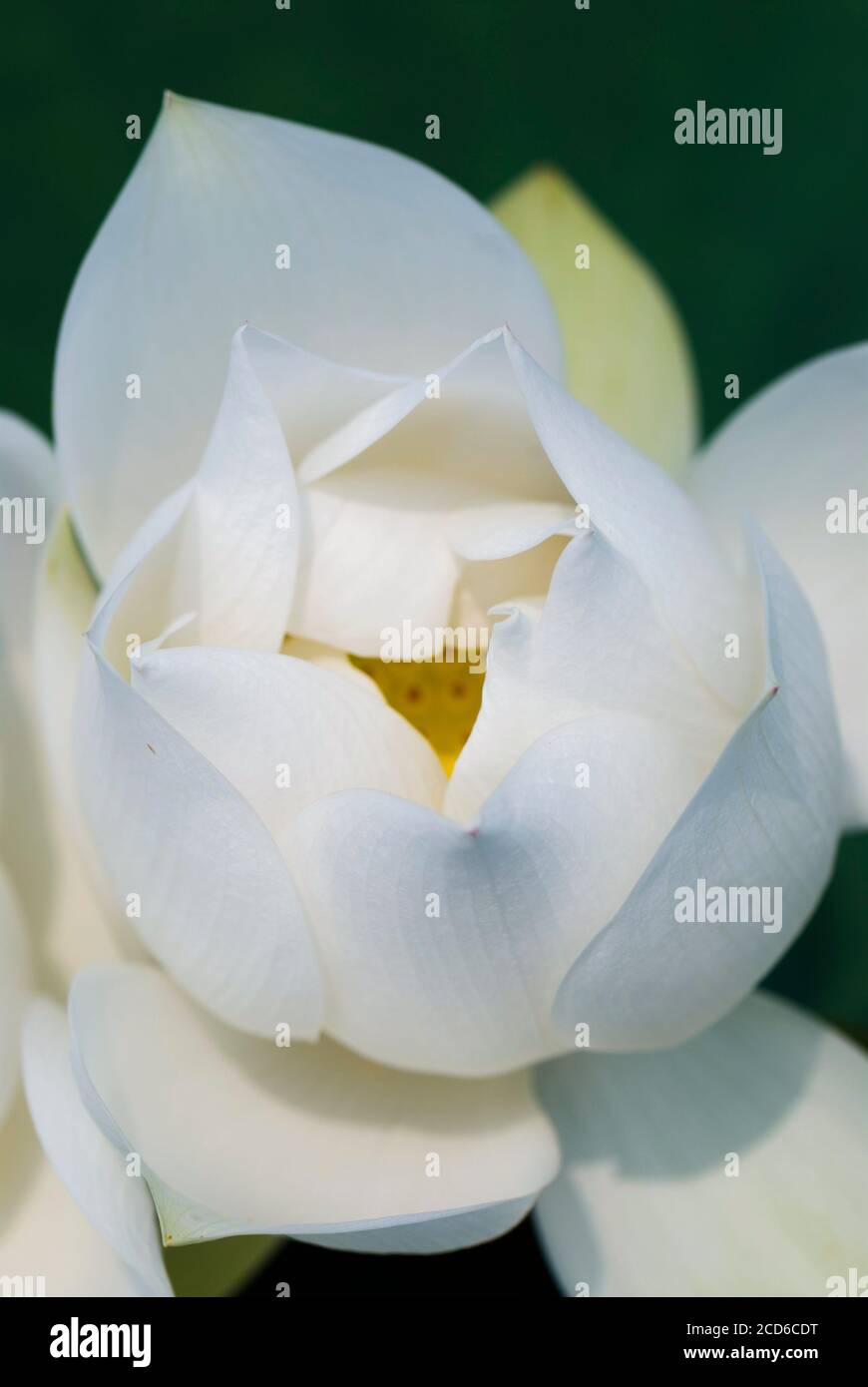Beautiful lotus flower in the garden Stock Photo - Alamy