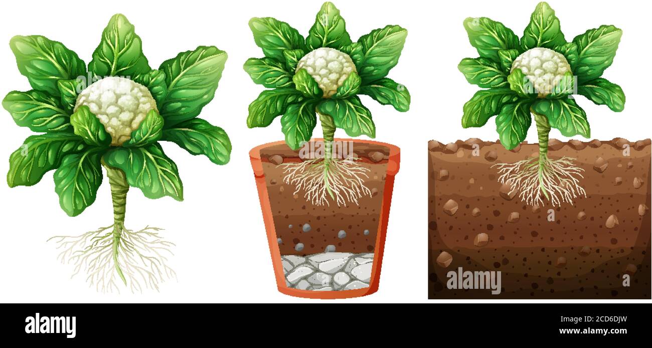 Set of cauliflower plant illustration Stock Vector Image & Art Alamy