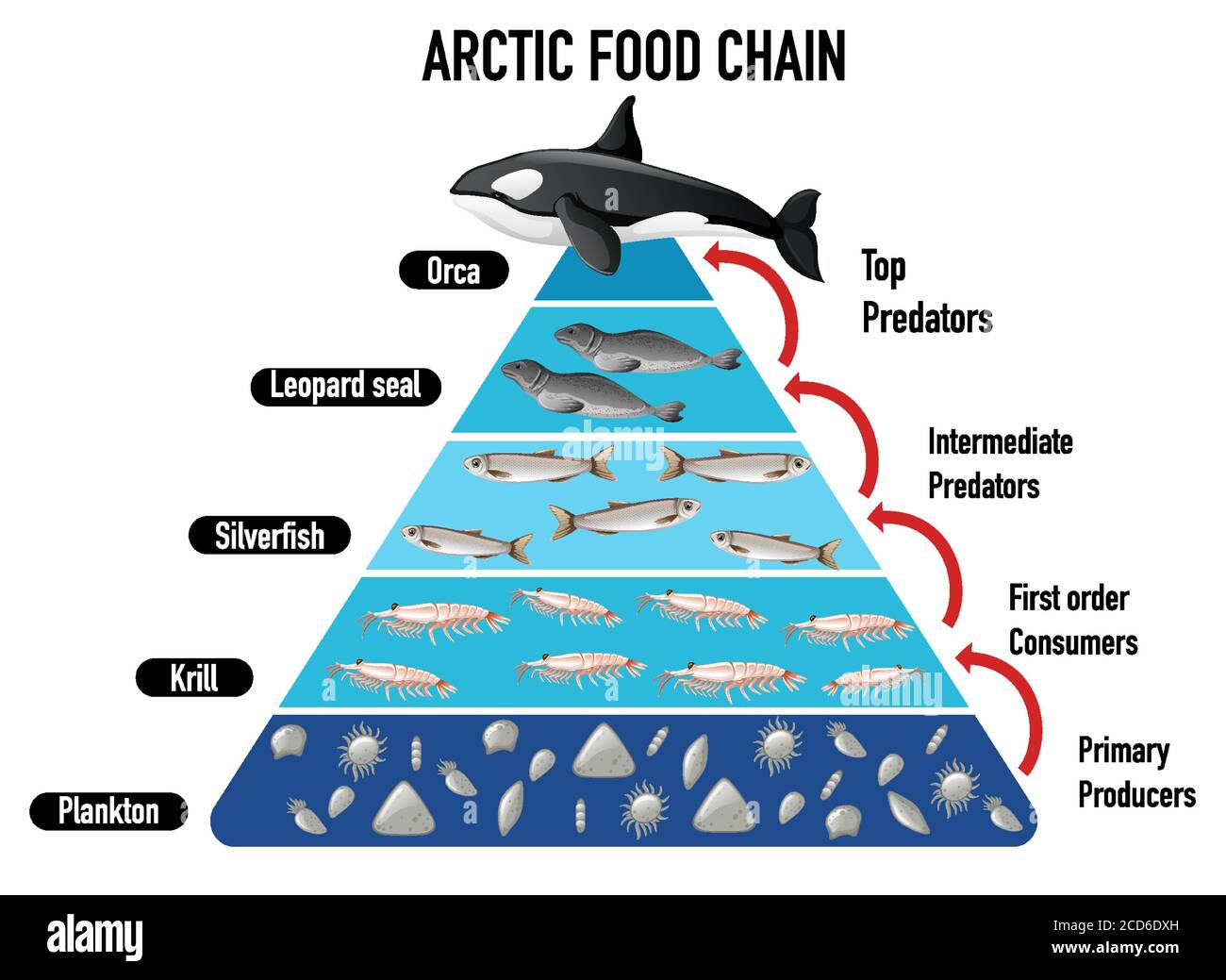 Arctic food chain pyramid illustration Stock Vector