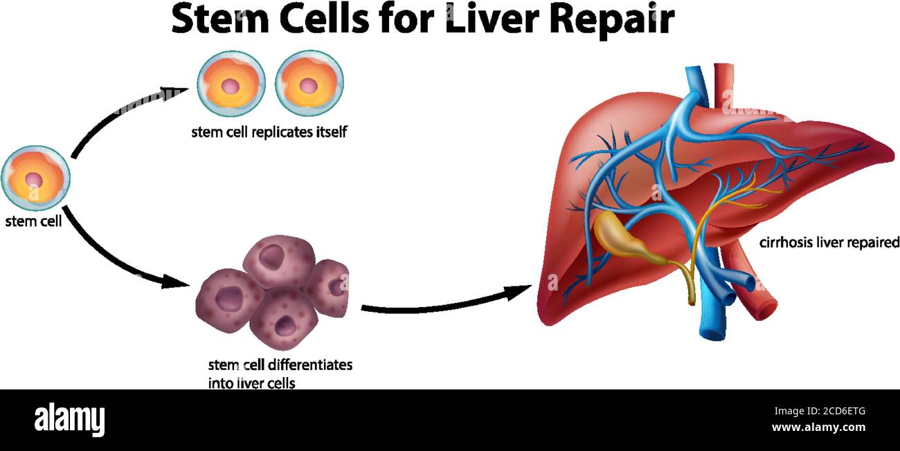 Stem cells for liver repair illustration Stock Vector Image & Art Alamy