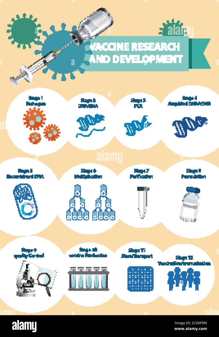 Vaccine research and development infographic illustration Stock Vector ...