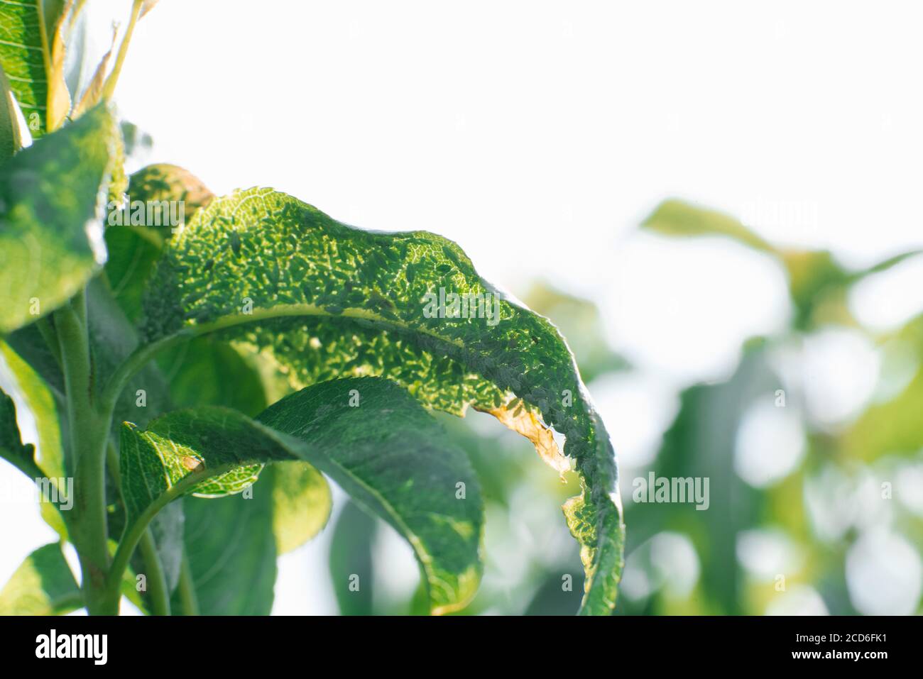 Aphid on an Apple tree branch, selective focus. Garden pests Stock Photo