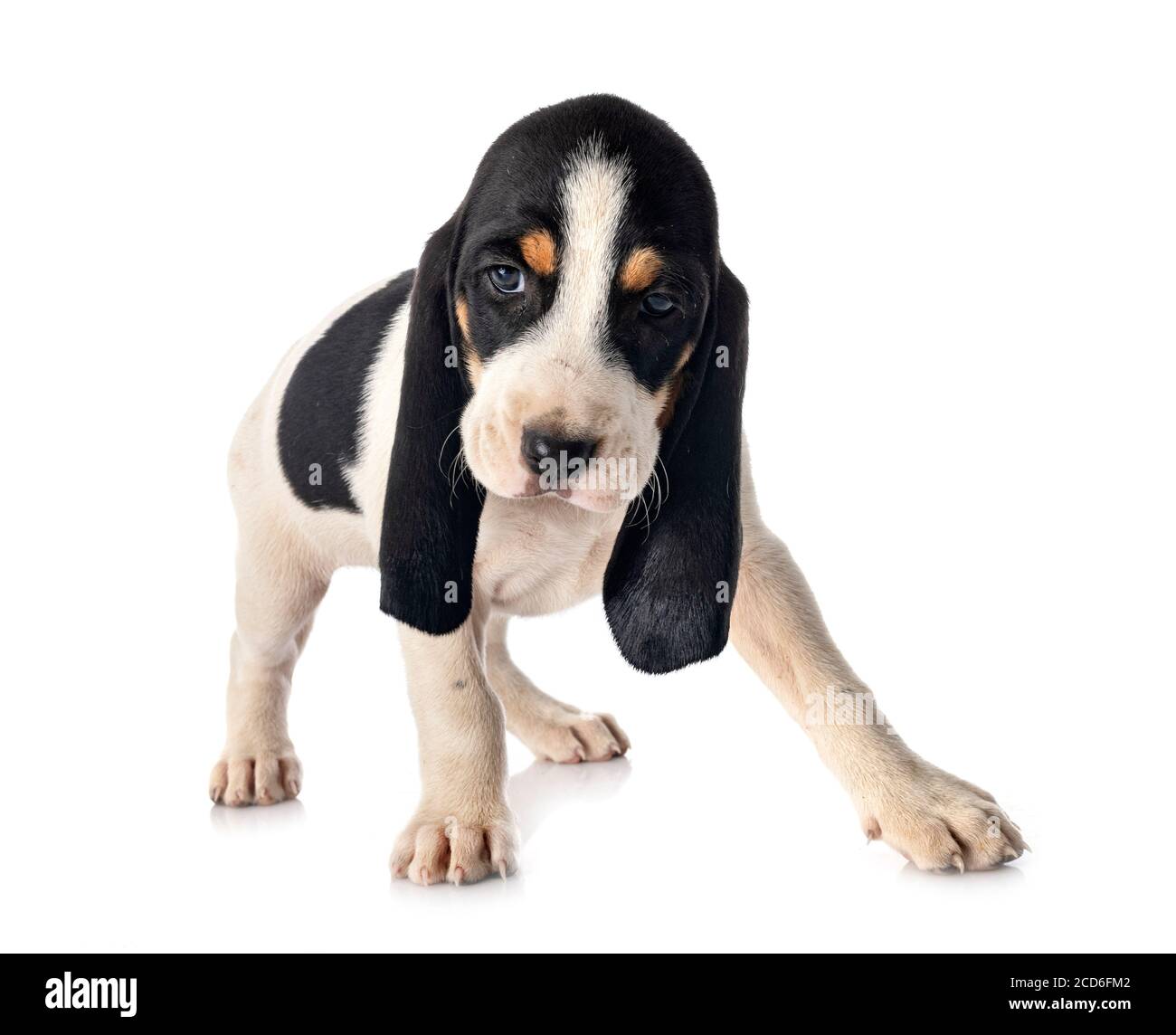 puppy bernese Schweizer Laufhund in front of white background Stock Photo