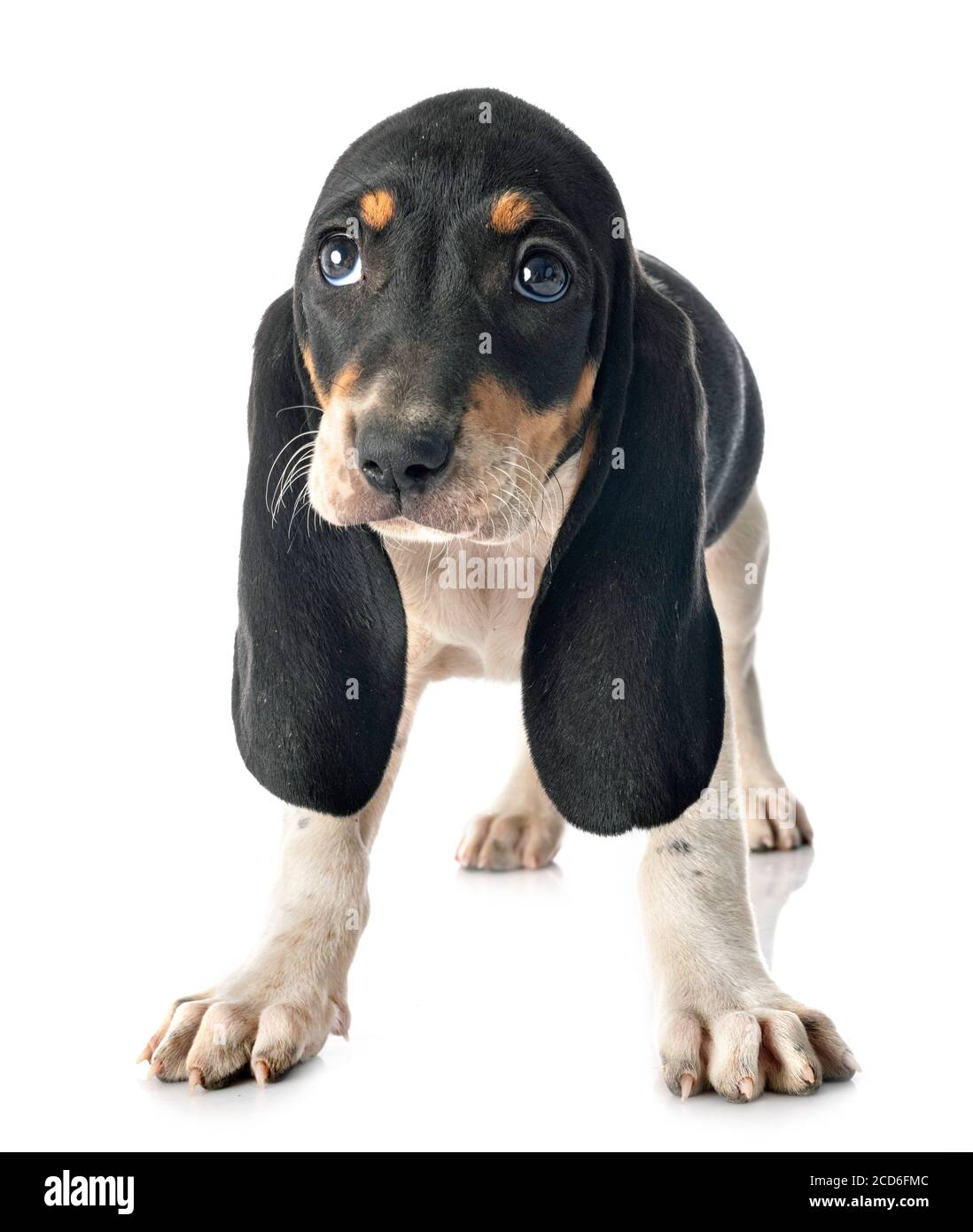 puppy bernese Schweizer Laufhund in front of white background Stock Photo