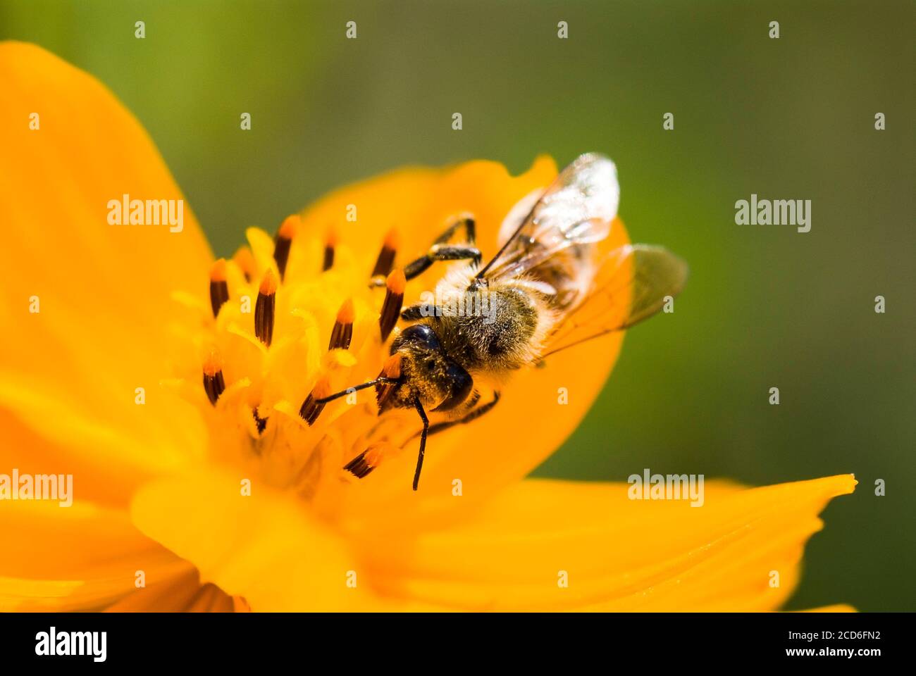 Beautiful cosmos flower garden farm hi-res stock photography and images ...