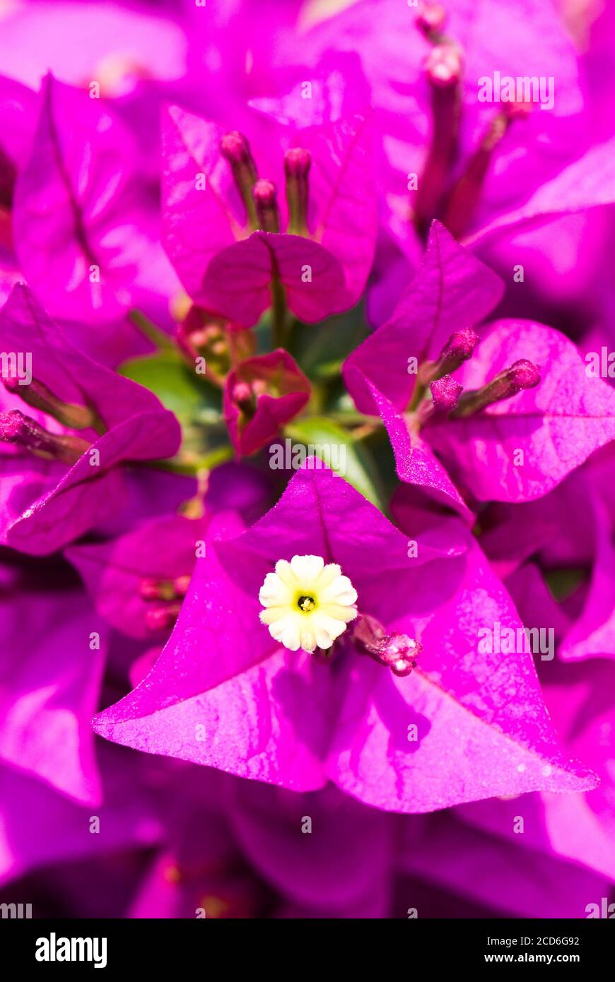 Beautiful bougainvillea flower in the garden Stock Photo