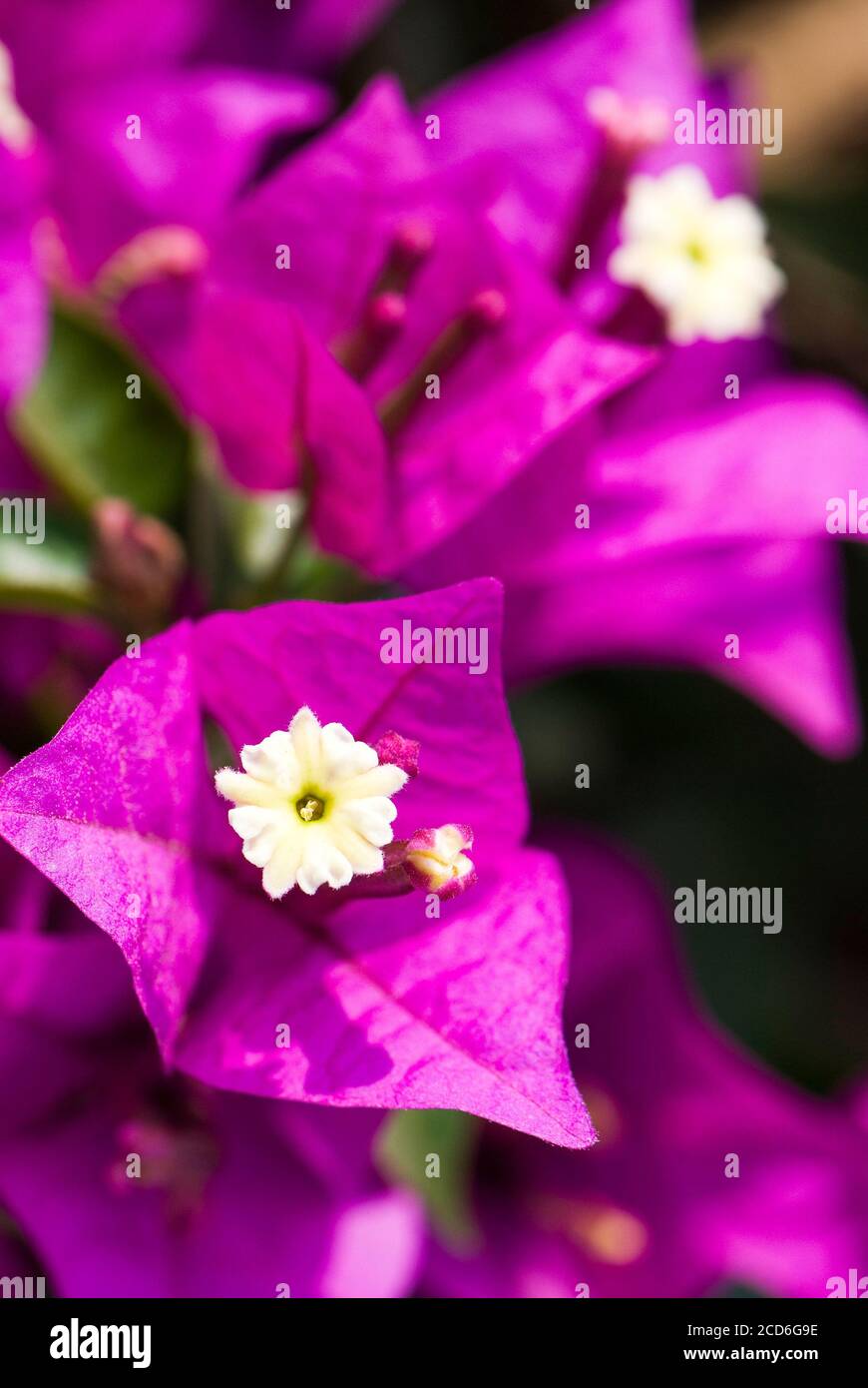 Beautiful bougainvillea flower in the garden Stock Photo