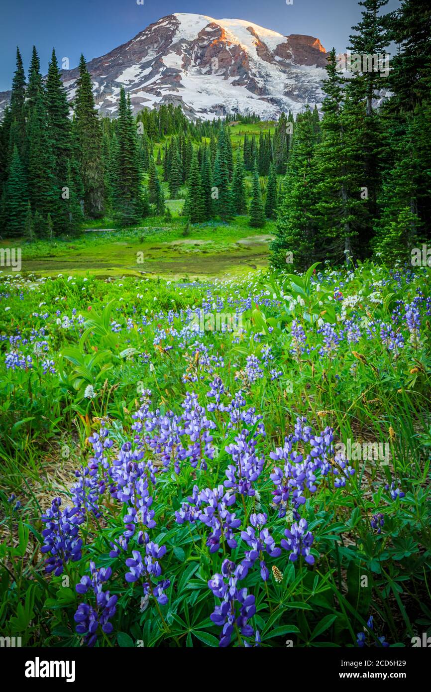 Wildflower meadow at Paradise, Mount Rainier, Washington, USA Stock