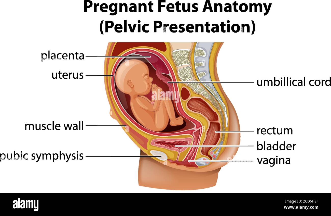 Pregnant fetus anatomy diagram illustration Stock Vector Image & Art - Alamy