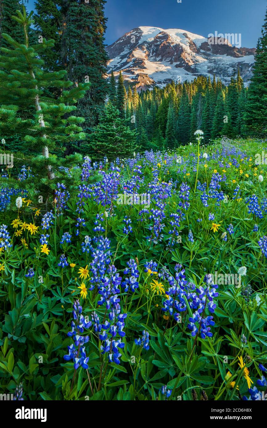 Wildflower meadow at Paradise, Mount Rainier, Washington, USA Stock Photo