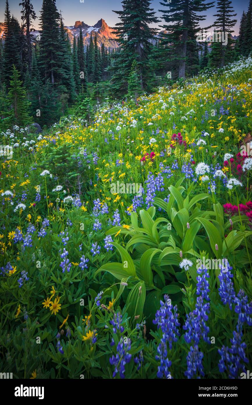 Wildflower meadow at Paradise, Mount Rainier, Washington, USA Stock Photo