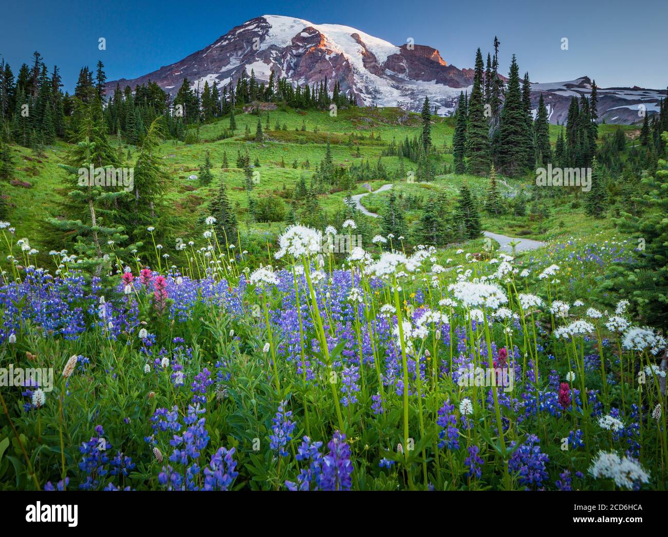 Wildflower meadow at Paradise, Mount Rainier, Washington, USA Stock