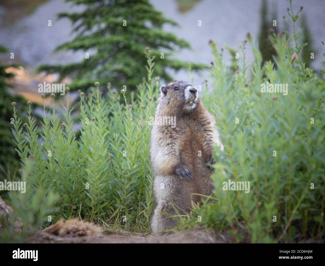 Marmots at Paradise, Mount Rainier, Washington, USA Stock Photo