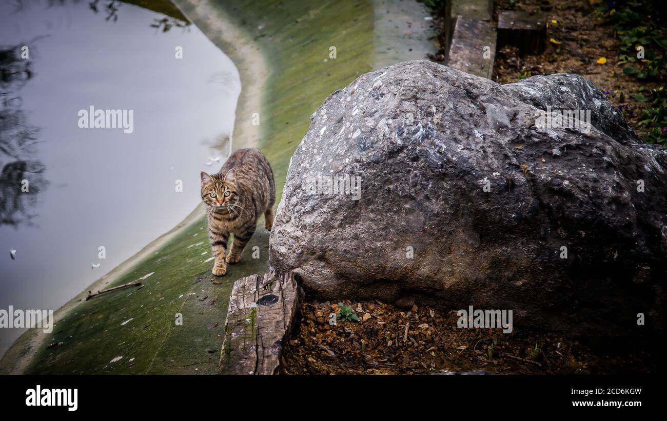 Street cat walking in a park, Istanbul, Turkey Stock Photo Alamy