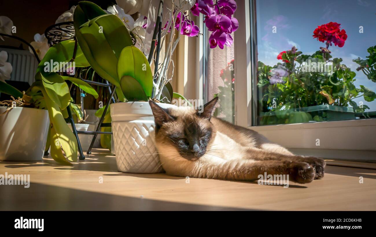 Kitten sleeping flowers hi-res stock photography and images - Alamy