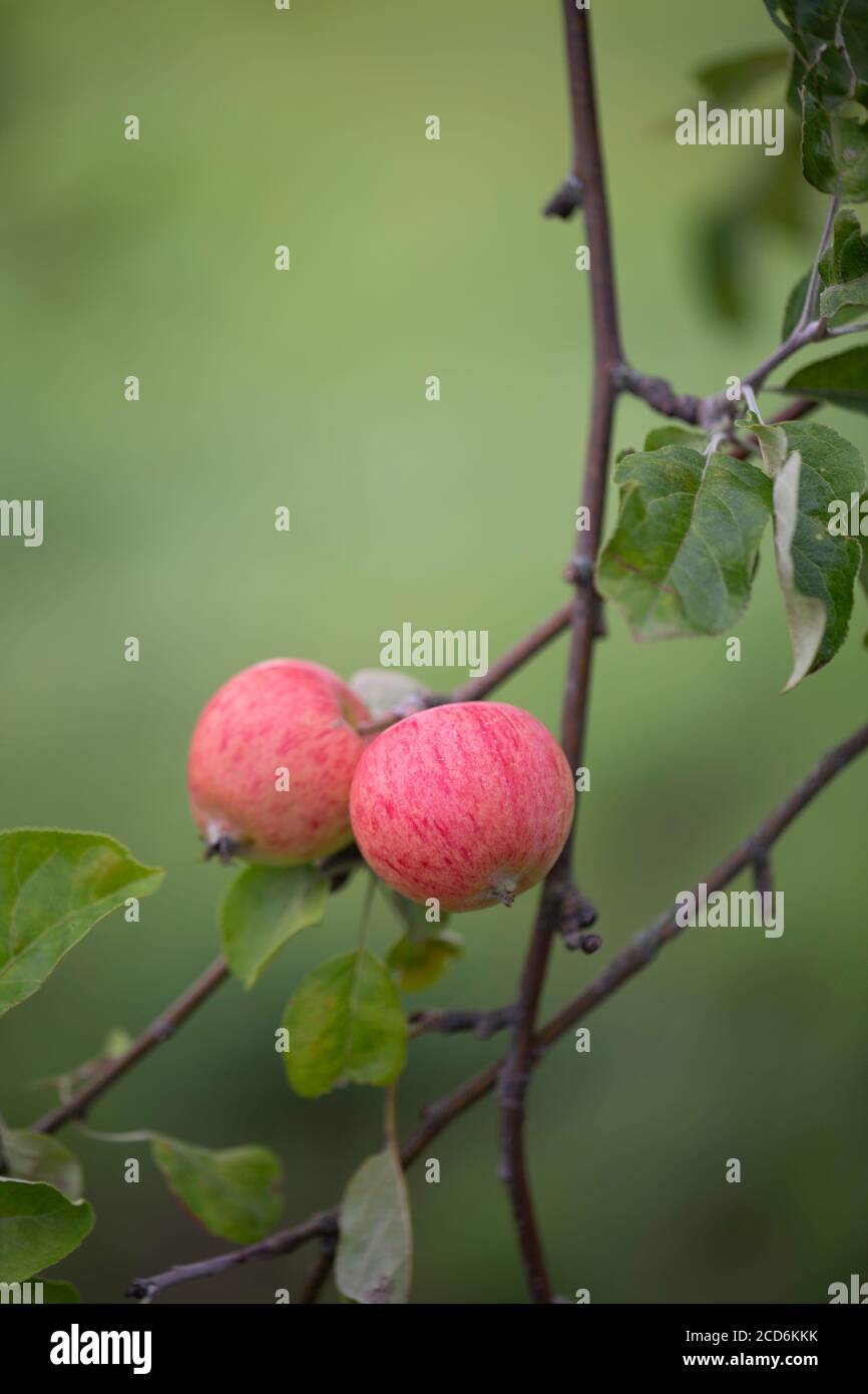 Two red apples on a branch Stock Photo