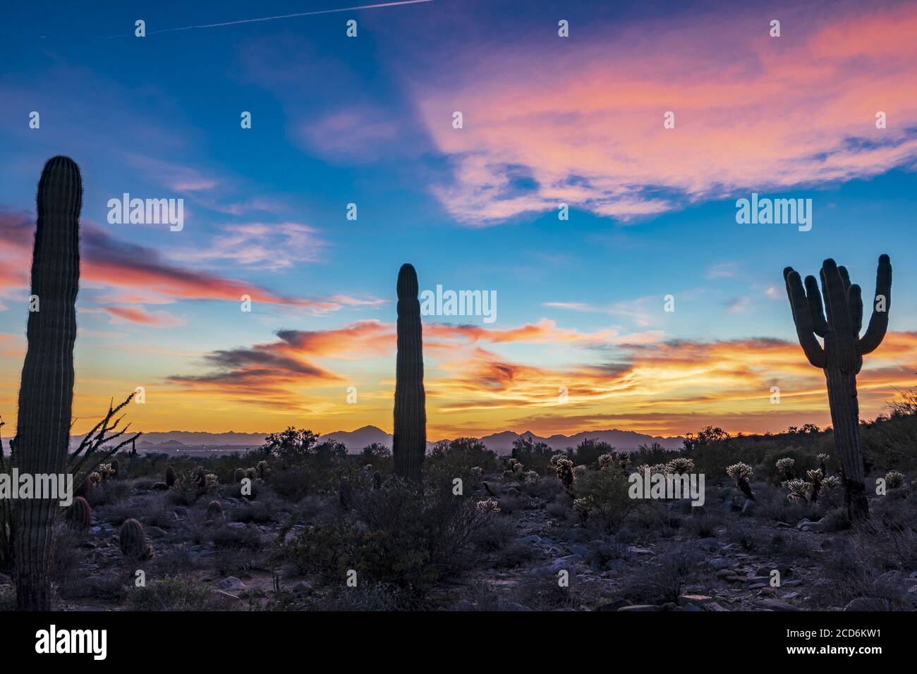Sunset and Saguaros in the Arizona desert Stock Photo - Alamy