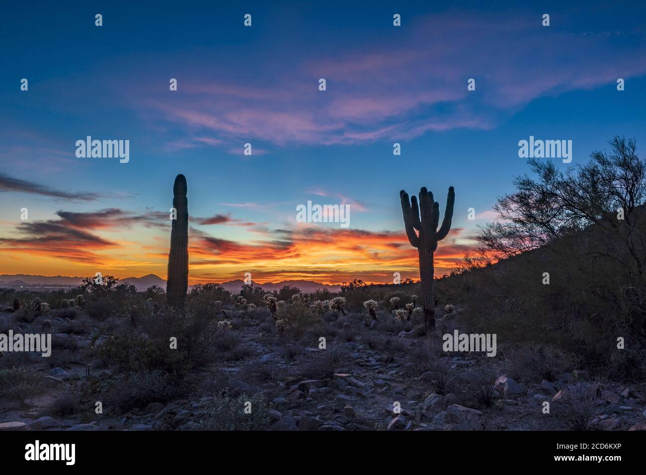 Sunset and Saguaros in the Sonoran desert of Arizona Stock Photo - Alamy