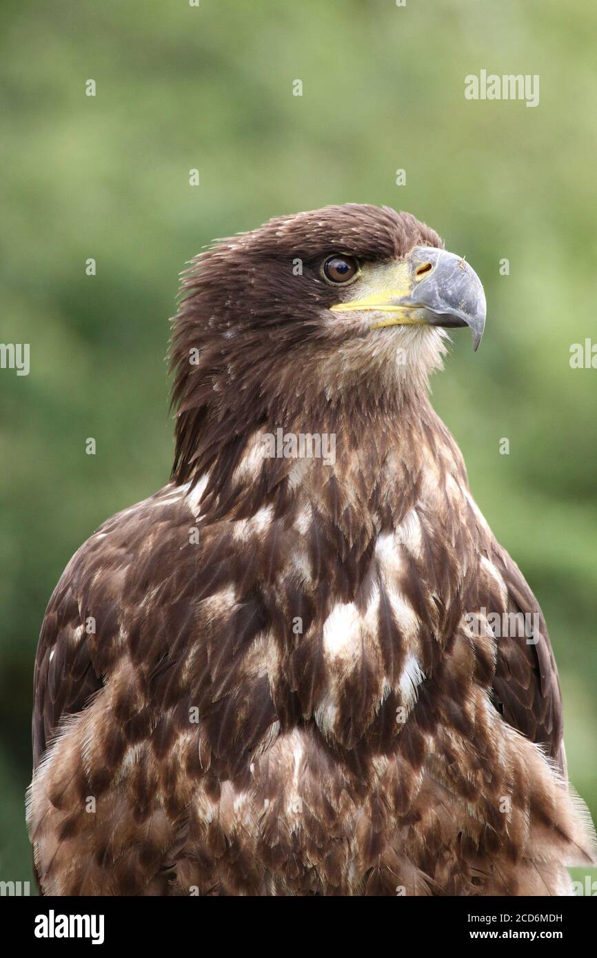 Juvenile Bald Eagle Haliaeetus leucocephalus Stock Photo