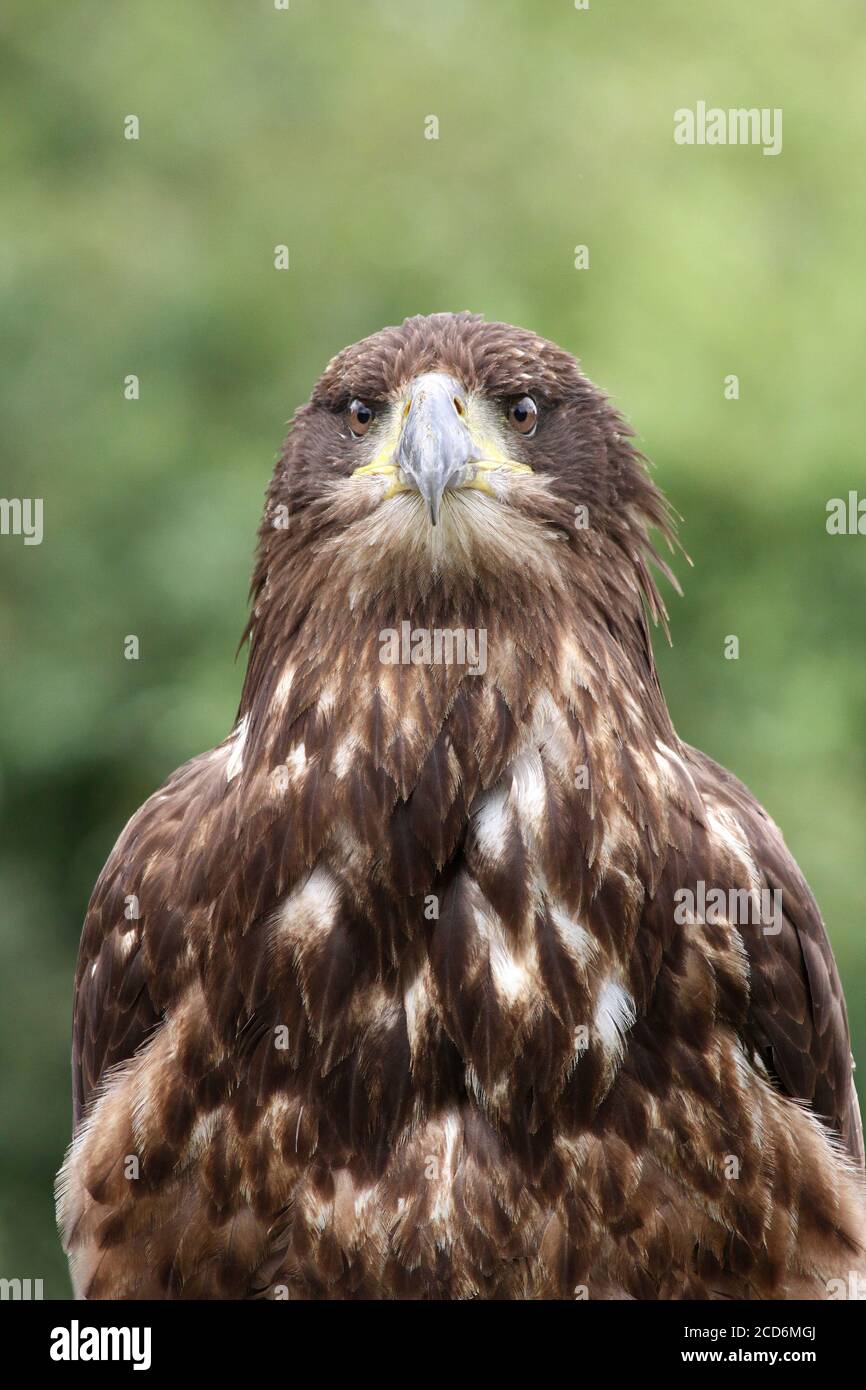 Juvenile Bald Eagle Haliaeetus leucocephalus Stock Photo