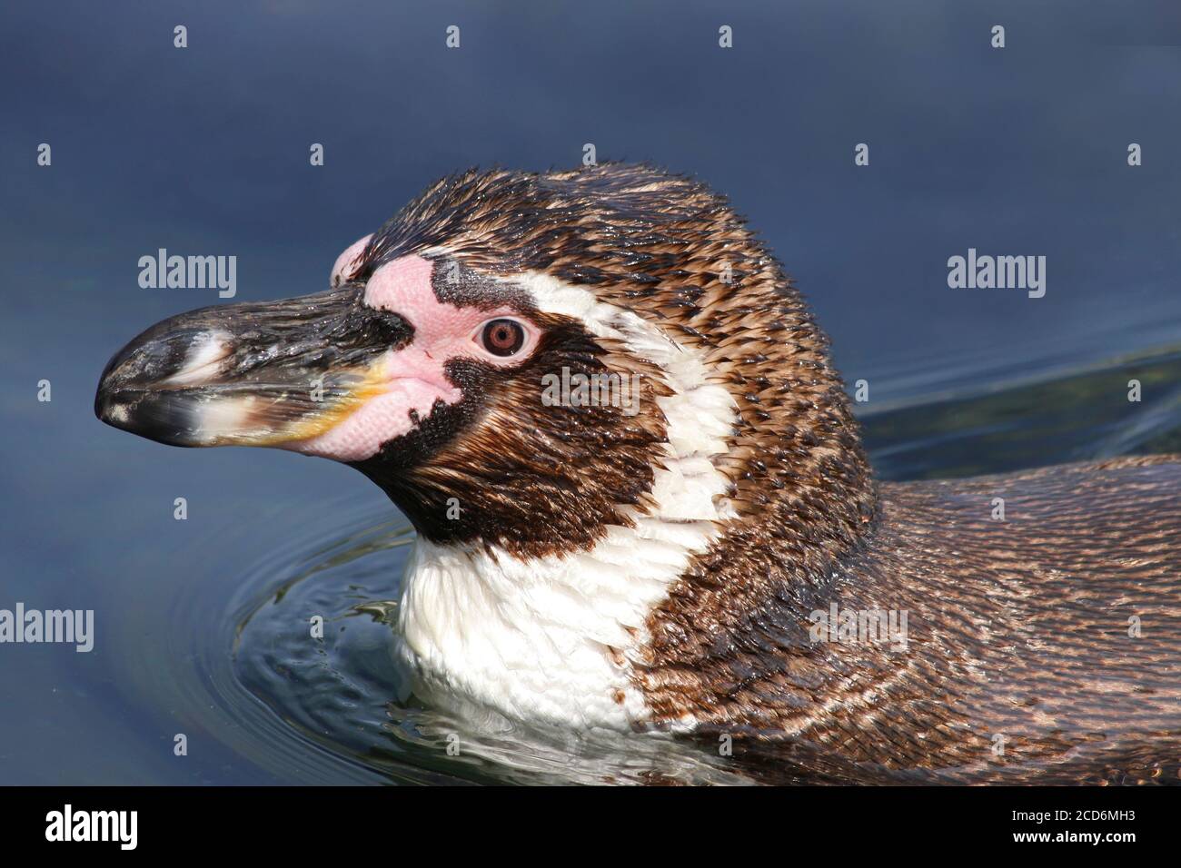 Humboldt penguin (Spheniscus humboldti) Stock Photo