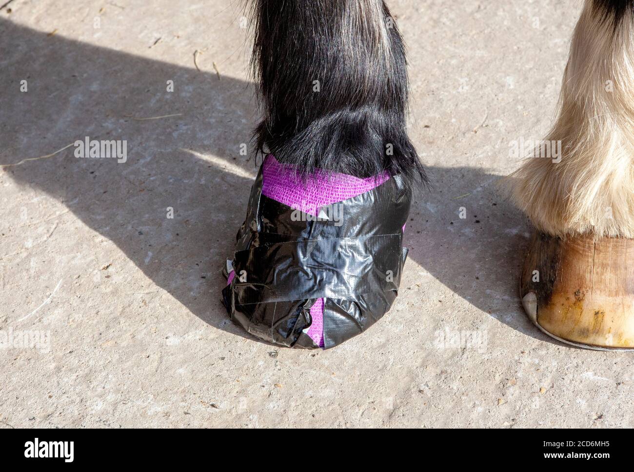 Horse with a poulticed foot Stock Photo