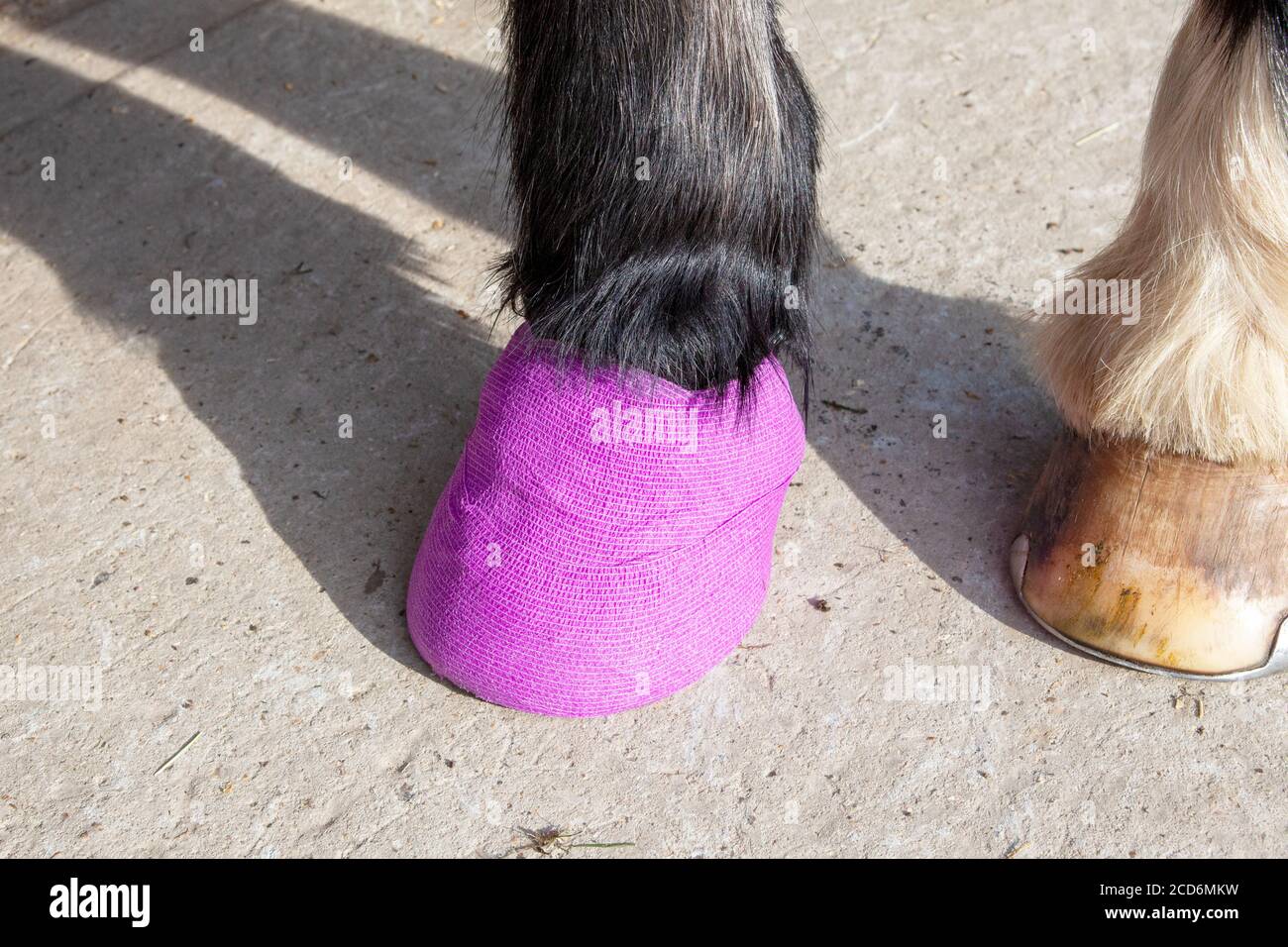 Horse with a poulticed foot Stock Photo