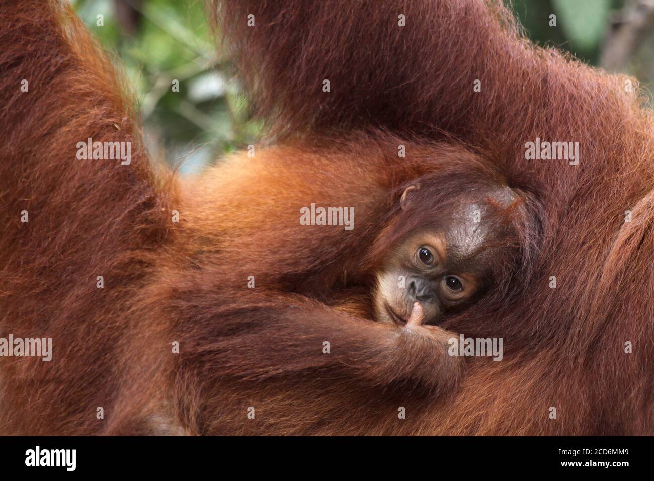 Sumatran orangutan (Pongo abelii) clinging to mothers back Stock Photo