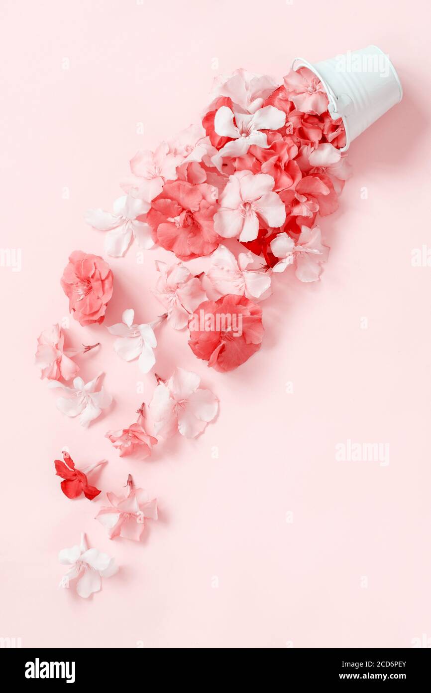 Flowers fall down of a white bucket on light pink background top view Stock Photo