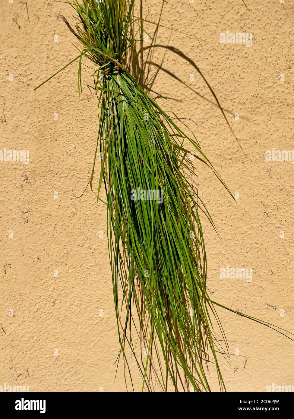 sweet grass, a bundle of herbs Stock Photo