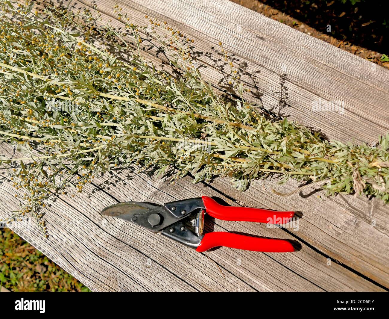 Wormwood, medicinal plant, bundle of herbs Stock Photo Alamy