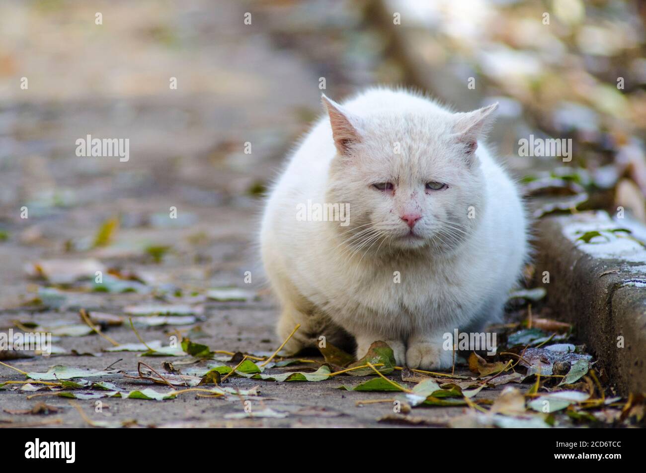 Sad Street Homeless Cat Stock Photo Alamy