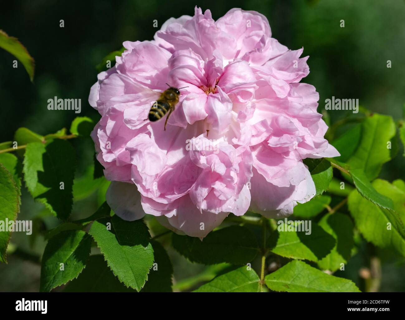 Feldafing, Germany. 19th Aug, 2020. A rose blooms on the Rose Island in the  Starnberger See. The estate was built by Maximilian II and has been owned  by the Free State of