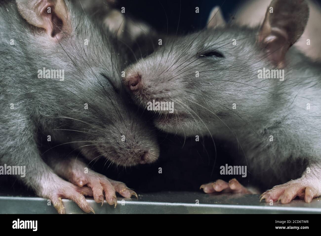 a pair of rats Stock Photo Alamy