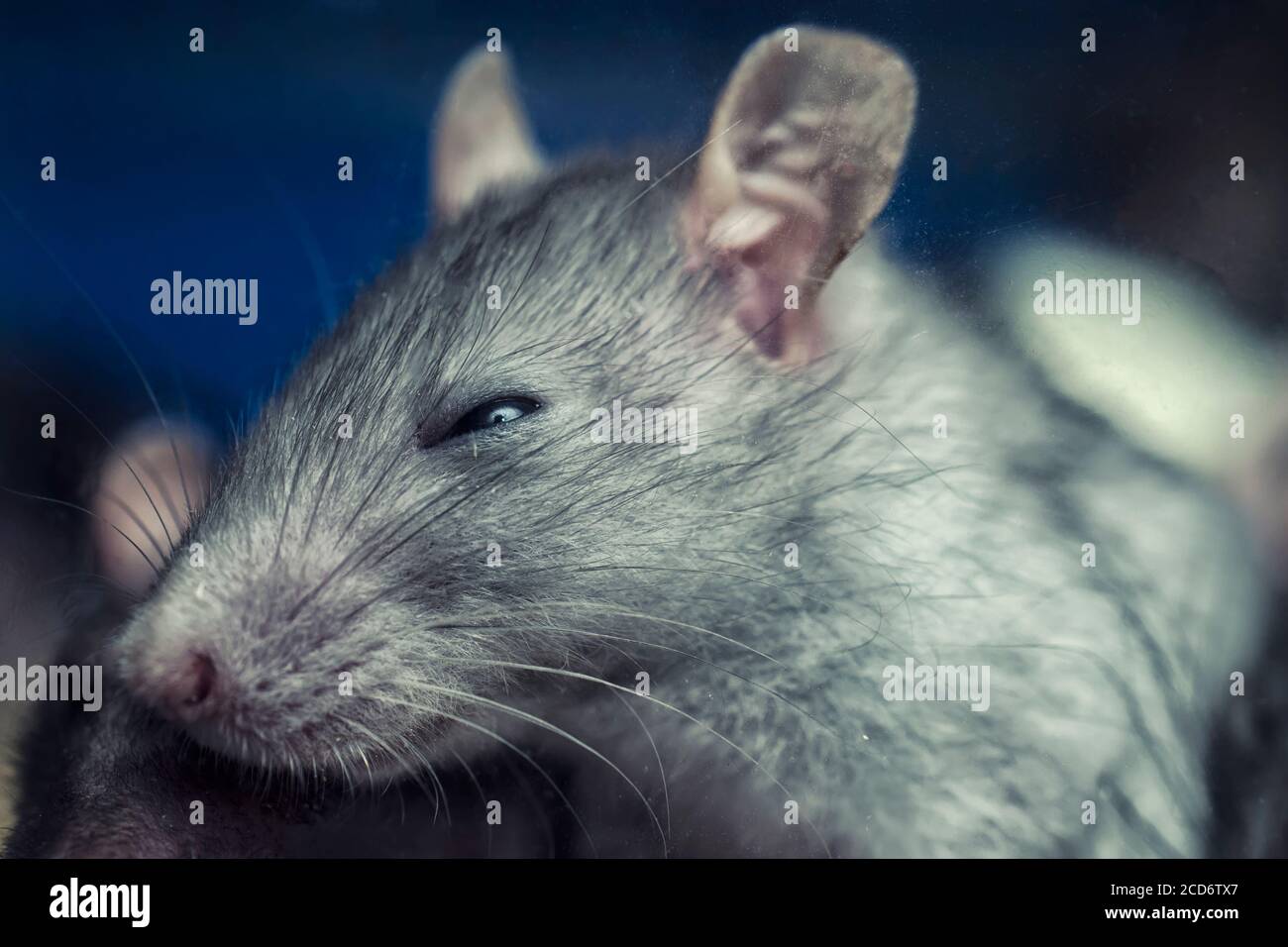 К чему снится много мышей серых маленьких. Мыша с серыми волосами. Мышиный серый. Лицо серой мышки. Серая мышка серых мышек 5 0.