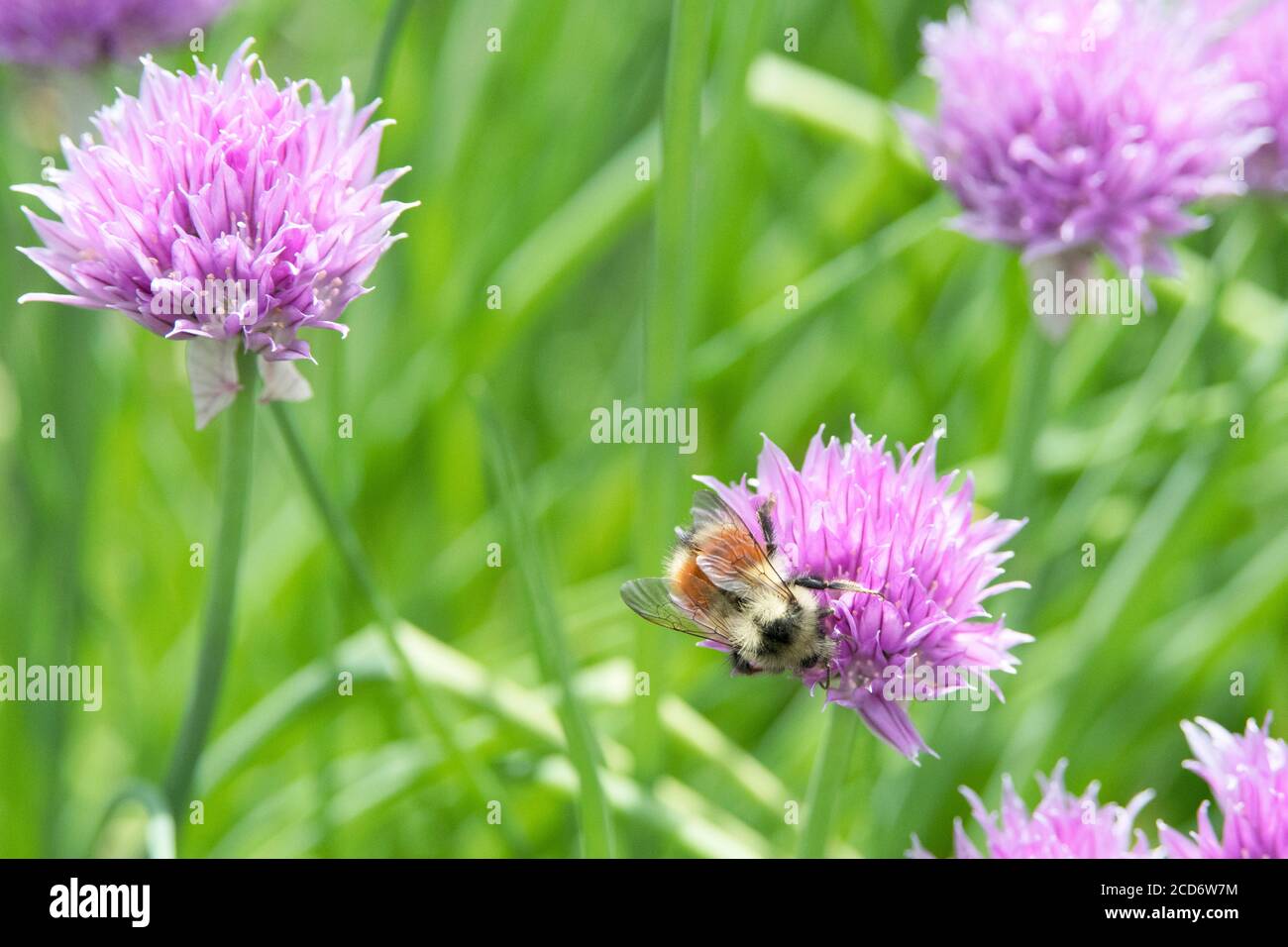 Bee chive hires stock photography and images Alamy
