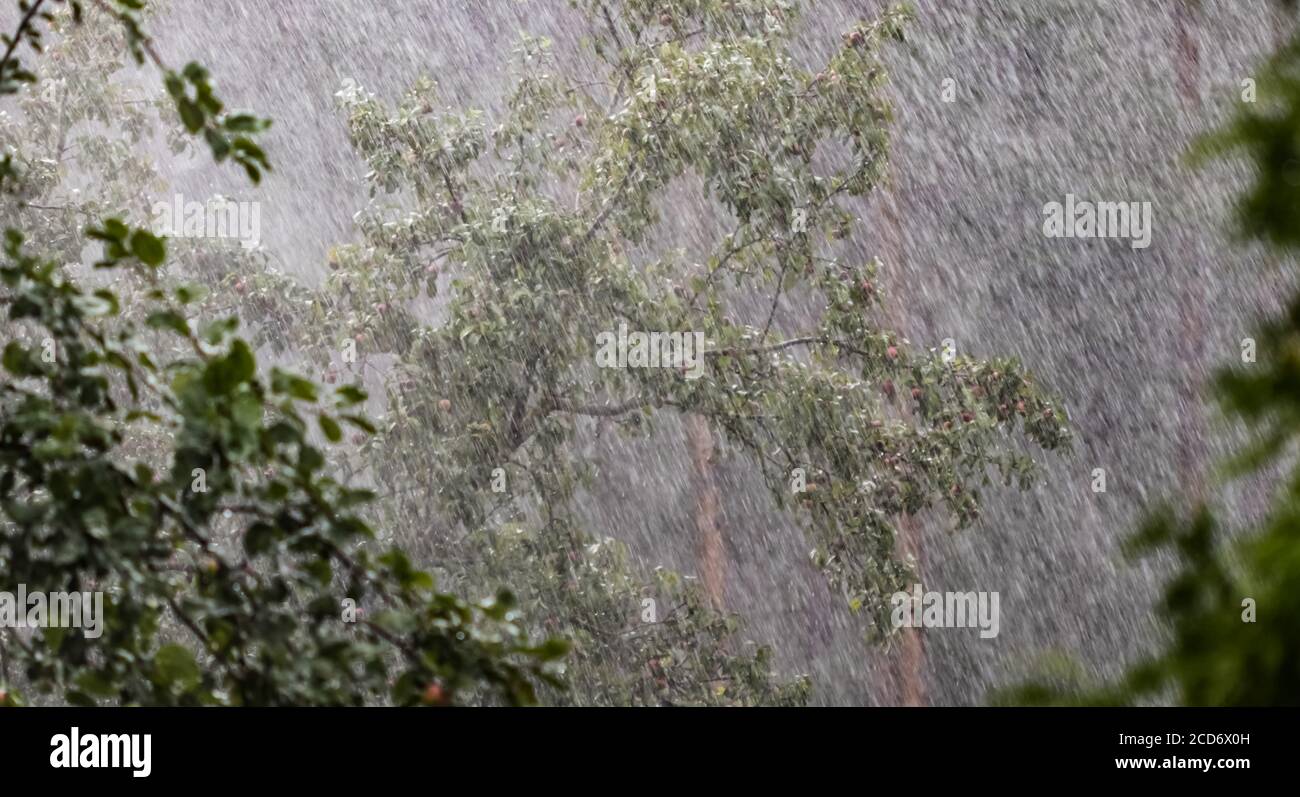 Heavy apple tree hi-res stock photography and images - Alamy