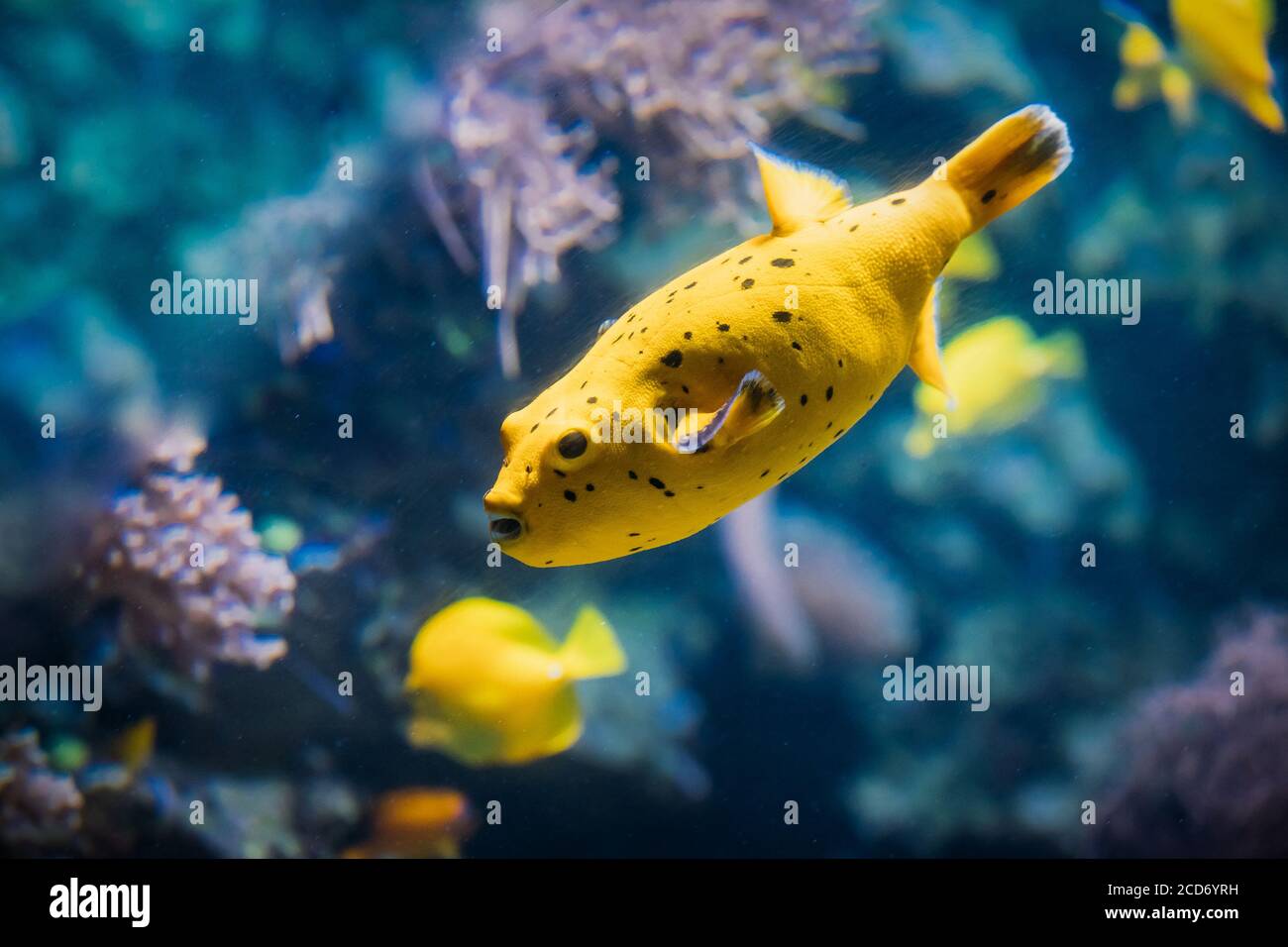 Yellow Blackspotted Puffer Or Dog-faced Puffer Fish Arothron Nigropunctatus Swimming In Water. If Not Prepared Properly, Toxin Found In Pufferfish - Stock Photo