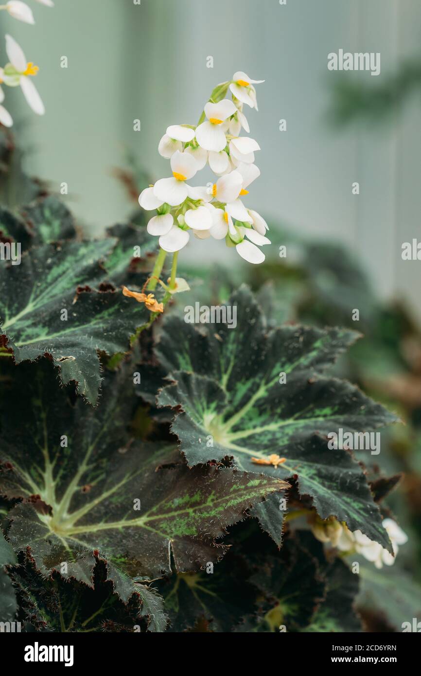 Green Leaves And Flower Of Plant Begonia Rex Putz, Commonly Known As King Begonia, Rex Begonia, Is A Rhizomatous Perennial From North India. It Is A Stock Photo