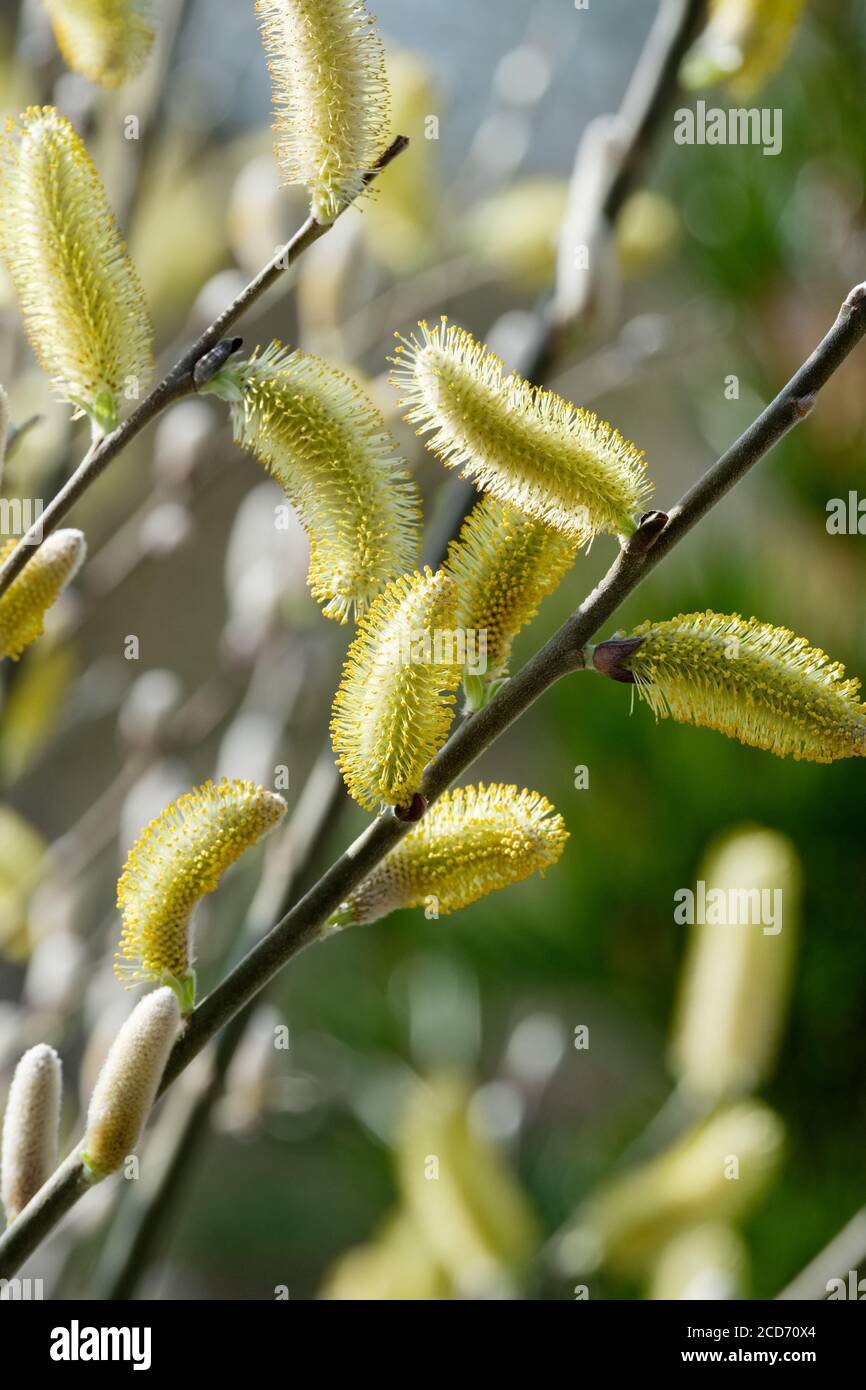 Catkins of Dune Willow, coastal willow or Hooker's willow. Salix hookeriana in early spring Stock Photo