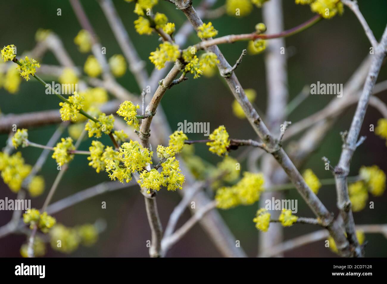 Star-like, yellow flowers of Cornus mas Golden Glory Winter flowering Dogwood. Cornelian cherry 'Golden Glory' in late winter Stock Photo