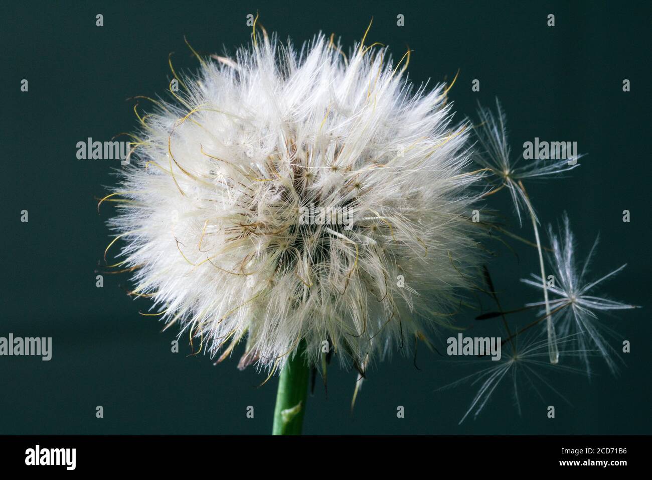 Dandelion with seeds blowing away Stock Photo Alamy