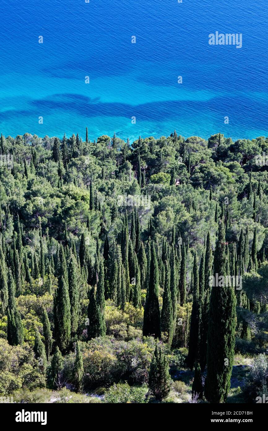 Mediterranean cypress trees (Cupressus sempervirens) growing in the coast near Orebic, Peljesac peninsula, Croatia. Stock Photo